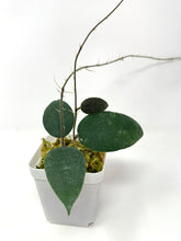 Load image into Gallery viewer, Hoya Caudata &#39;Sumatra&#39;