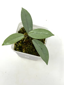 Hoya Wilbur Graves Silver C