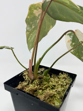 Load image into Gallery viewer, Philodendron Gloriosum Variegated A