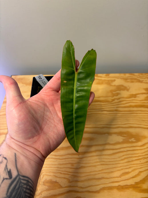 206. Philodendron Billietiae