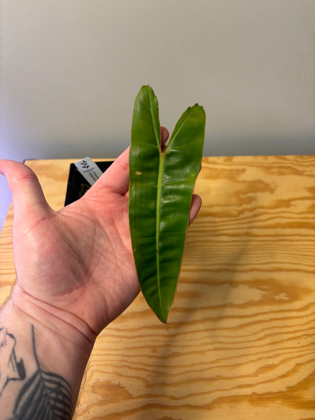 206. Philodendron Billietiae