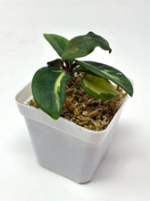 Load image into Gallery viewer, Hoya Carnosa Brazil