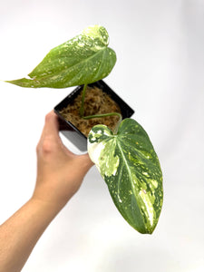 Philodendron Gloriosum Variegated D