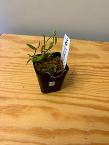 217. Dischidia Bengalensis