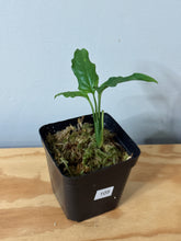 Load image into Gallery viewer, 105. Monstera Obliqua