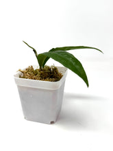 Load image into Gallery viewer, Hoya Amicabilis