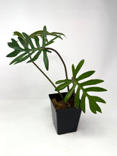 Load image into Gallery viewer, Philodendron Mayoi