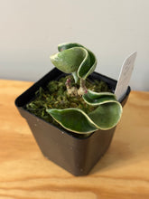Load image into Gallery viewer, 18. Hoya Carnosa Compacta Albo Variegated