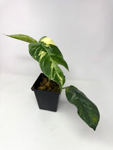 Load image into Gallery viewer, Epipremnum Pinnatum Albo Variegated