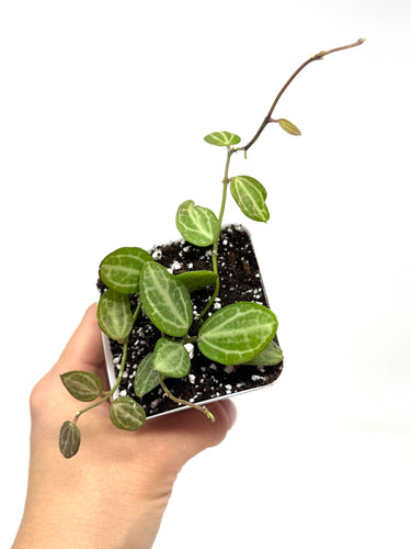 Dischidia Ovata