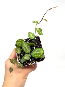 Dischidia Ovata
