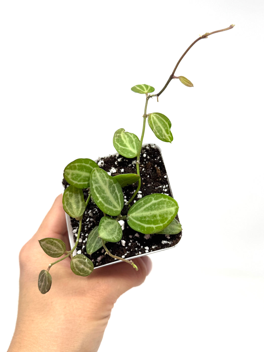 Dischidia Ovata