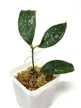 Load image into Gallery viewer, Hoya Cystiantha Splash
