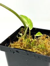 Load image into Gallery viewer, Philodendron Gloriosum Variegated D