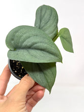 Load image into Gallery viewer, Scindapsus Pictus &#39;Platinum&#39;
