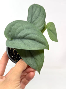 Scindapsus Pictus 'Platinum'