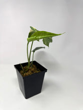 Load image into Gallery viewer, Epipremnum Pinnatum Albo Variegated