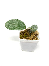Load image into Gallery viewer, Hoya Carnosa ‘Grey Ghost’