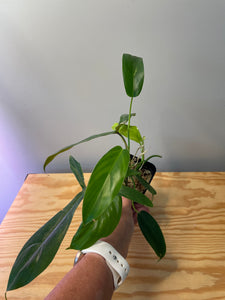 37. Philodendron 69686