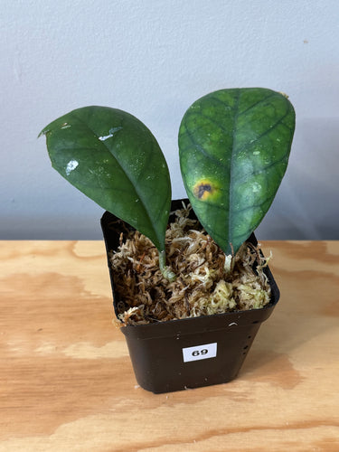 69. Hoya Deykeae