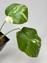 Load image into Gallery viewer, Monstera Deliciosa Albo Variegated J