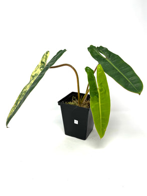 Philodendron Billietiae Variegated A