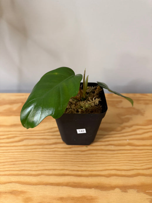 142. Philodendron Mayoi