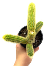 Load image into Gallery viewer, Cleistocactus Winteri (Golden Rat Tail Cactus) - Ships within Canada only