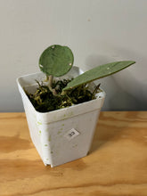 Load image into Gallery viewer, 33. Hoya Silver Dollar