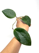 Load image into Gallery viewer, Hoya Glabra Silver