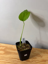 Load image into Gallery viewer, 134. Monstera Deliciosa Albo Variegated