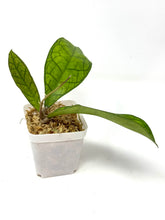 Load image into Gallery viewer, Hoya Ann