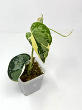 Load image into Gallery viewer, Scindapsus Mayari Variegated A