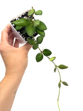 Load image into Gallery viewer, Hoya Bilobata