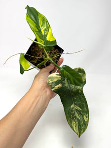 Philodendron Bipennifolium Violin Variegated F