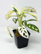 Load image into Gallery viewer, Monstera Adansonii Variegated D