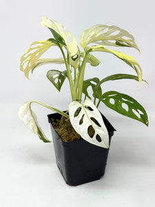 Monstera Adansonii Variegated D