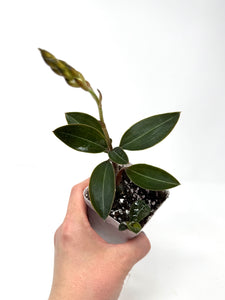 Ludisia Discolor var. Nigrescens (Jewel Orchid) - Ships within Canada only