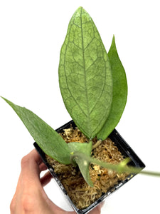 Hoya Germany Silver C