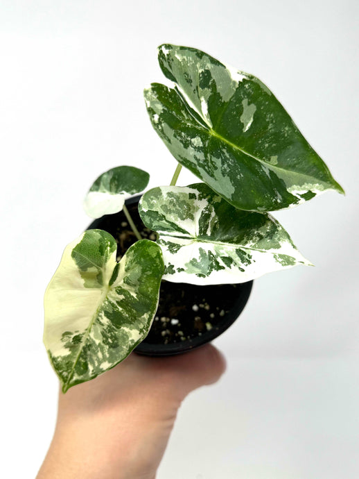 Alocasia Frydek Variegated