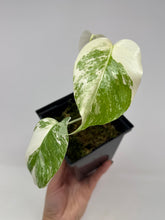 Load image into Gallery viewer, Monstera Deliciosa Albo Variegated B