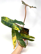 Load image into Gallery viewer, Philodendron Billietiae Variegated A