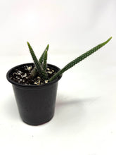 Load image into Gallery viewer, Aporocactus Flagelliformis “Rat Tail Cactus”