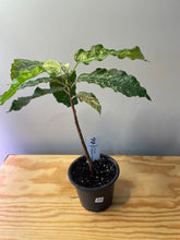Load image into Gallery viewer, 54. Ficus Aspera Variegated
