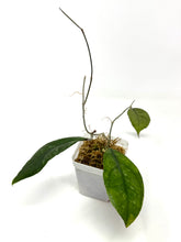 Load image into Gallery viewer, Hoya Chicken Farm