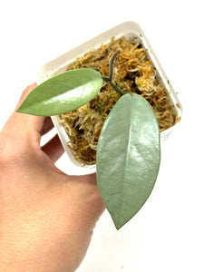 Hoya Wilbur Graves Silver A
