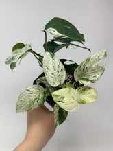 Load image into Gallery viewer, Epipremnum Pinnatum 'Marble' Variegated (Large)