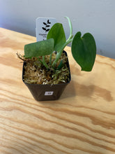 Load image into Gallery viewer, 8. Scindapsus Jade Satin