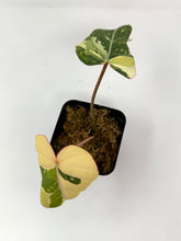 Load image into Gallery viewer, Philodendron Gloriosum Variegated A
