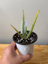 Load image into Gallery viewer, 127. Aloe Vera (ships within Canada only)
